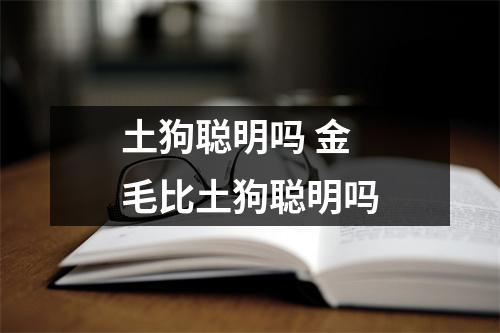 土狗聪明吗 金毛比土狗聪明吗