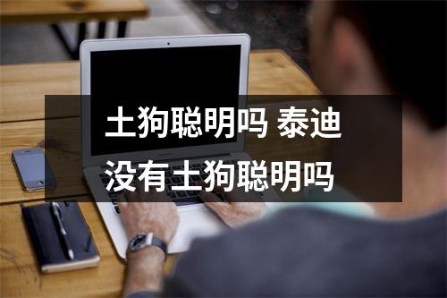 土狗聪明吗 泰迪没有土狗聪明吗