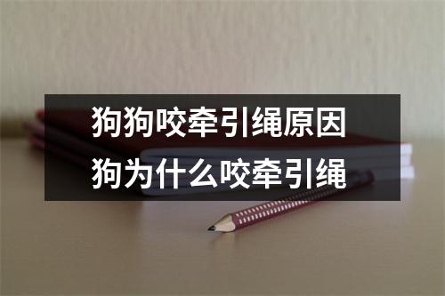狗狗咬牵引绳原因 狗为什么咬牵引绳 狗狗咬牵引绳原因 狗为什么咬牵引绳