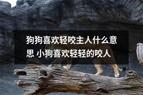狗狗喜欢轻咬主人什么意思 小狗喜欢轻轻的咬人 狗狗喜欢轻咬主人什么意思 小狗喜欢轻轻的咬人