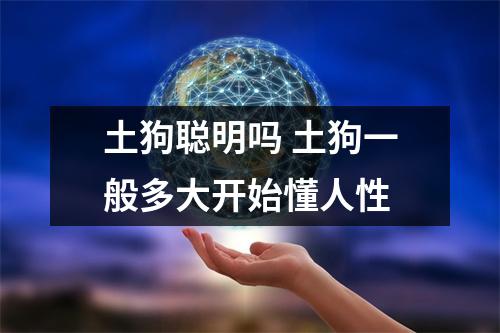 土狗聪明吗 土狗一般多大开始懂人性 土狗聪明吗 土狗一般多大开始懂人性
