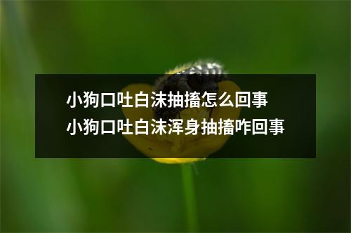 小狗口吐白沫抽搐怎么回事 小狗口吐白沫浑身抽搐咋回事 小狗口吐白沫抽搐怎么回事 小狗口吐白沫浑身抽搐咋回事