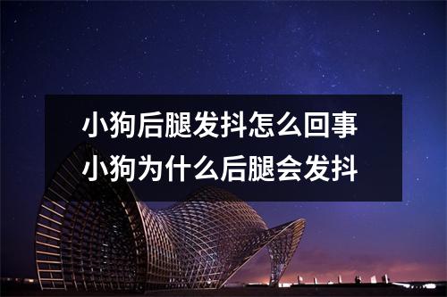 小狗后腿发抖怎么回事 小狗为什么后腿会发抖 小狗后腿发抖怎么回事 小狗为什么后腿会发抖