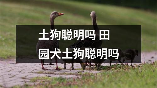 土狗聪明吗 田园犬土狗聪明吗 土狗聪明吗 田园犬土狗聪明吗