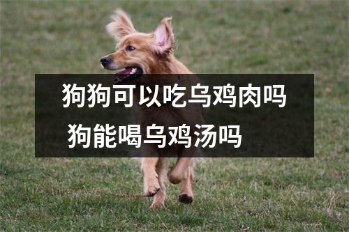 狗狗可以吃乌鸡肉吗 狗能喝乌鸡汤吗 狗狗可以吃乌鸡肉吗 狗能喝乌鸡汤吗