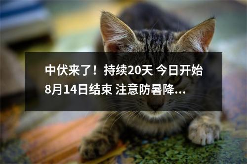 中伏来了!持续20天 今日开始8月14日结束 注意防暑降温 中伏几天? 中伏来了!持续20天 今日开始8月14日结束 注意防暑降温 中伏几天?