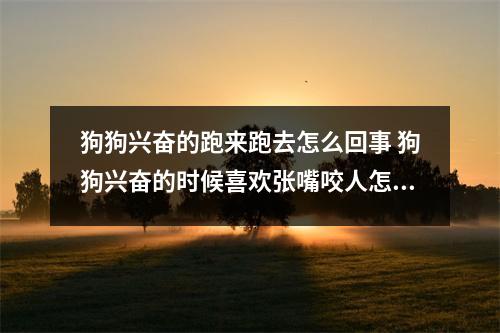 狗狗兴奋的跑来跑去怎么回事 狗狗兴奋的时候喜欢张嘴咬人怎么办 狗狗兴奋的跑来跑去怎么回事 狗狗兴奋的时候喜欢张嘴咬人怎么办