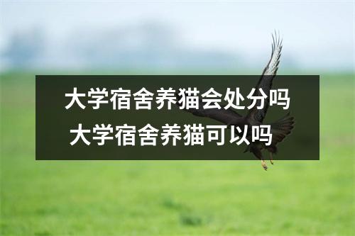 大学宿舍养猫会处分吗 大学宿舍养猫可以吗