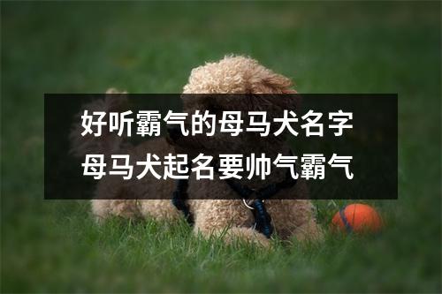 好听霸气的母马犬名字 母马犬起名要帅气霸气
