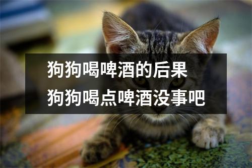 狗狗喝啤酒的后果 狗狗喝点啤酒没事吧