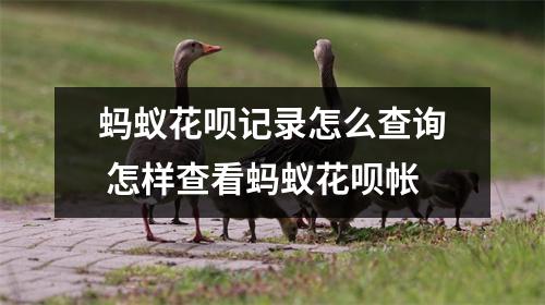 蚂蚁花呗记录怎么查询 怎样查看蚂蚁花呗帐