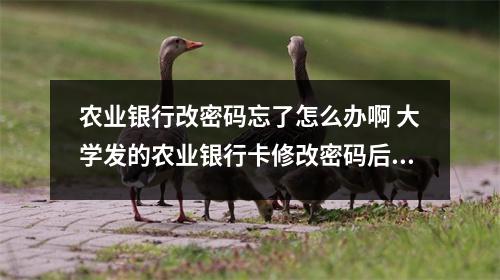 农业银行改密码忘了怎么办啊 大学发的农业银行卡修改密码后忘记密码了怎么办