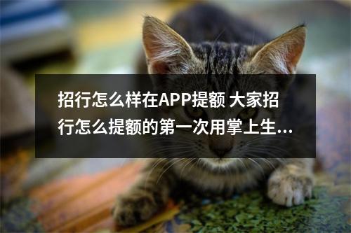 招行怎么样在APP提额 大家招行怎么提额的第一次用掌上生活自