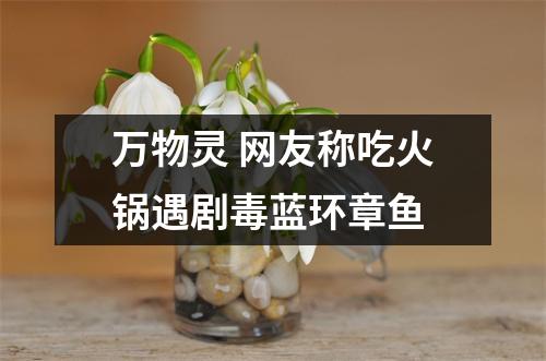 万物灵 网友称吃火锅遇剧毒蓝环章鱼