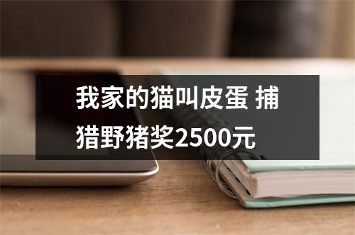我家的猫叫皮蛋 捕猎野猪奖2500元
