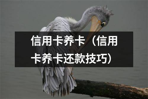 信用卡养卡（信用卡养卡还款技巧）