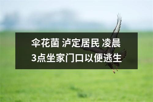 伞花菌 泸定居民 凌晨3点坐家门口以便逃生