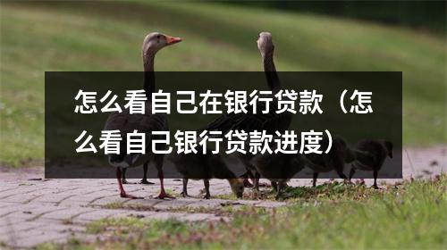 怎么看自己在银行贷款（怎么看自己银行贷款进度）