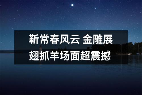靳常春风云 金雕展翅抓羊场面超震撼