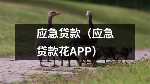 应急贷款（应急贷款花APP）