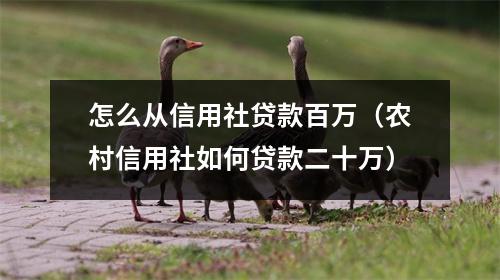 怎么从信用社贷款百万（农村信用社如何贷款二十万）