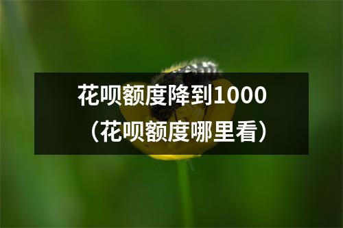 花呗额度降到1000（花呗额度哪里看）