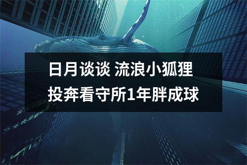 日月谈谈 流浪小狐狸投奔看守所1年胖成球