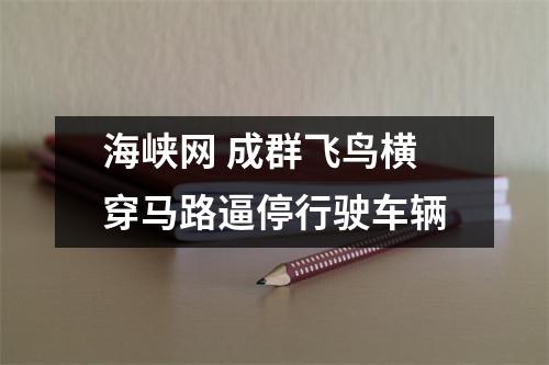 海峡网 成群飞鸟横穿马路逼停行驶车辆