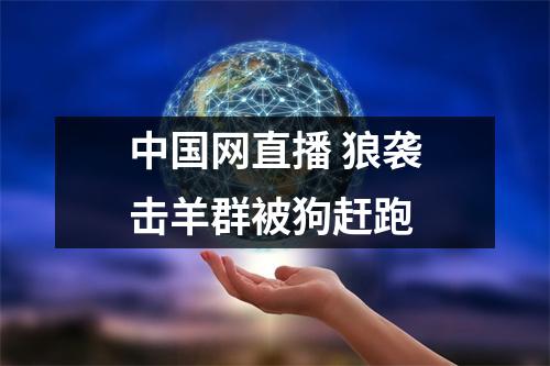 中国网直播 狼袭击羊群被狗赶跑
