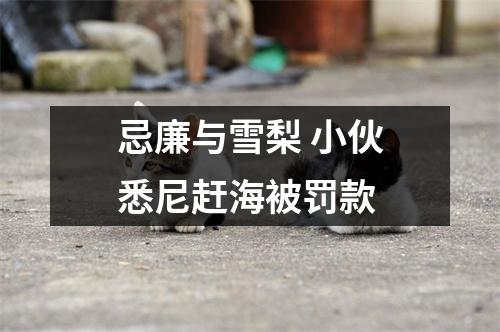 忌廉与雪梨 小伙悉尼赶海被罚款