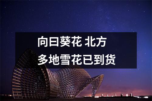 向曰葵花 北方多地雪花已到货