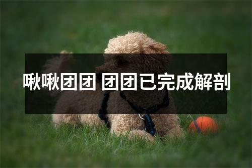 啾啾团团 团团已完成解剖