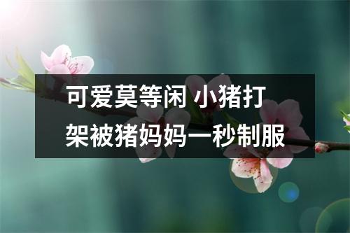 可爱莫等闲 小猪打架被猪妈妈一秒制服