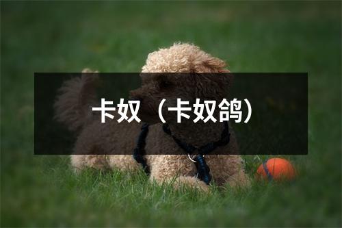 卡奴（卡奴鸽）