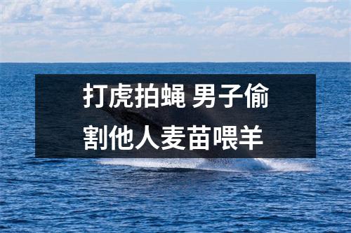打虎拍蝇 男子偷割他人麦苗喂羊