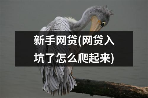 新手网贷(网贷入坑了怎么爬起来)