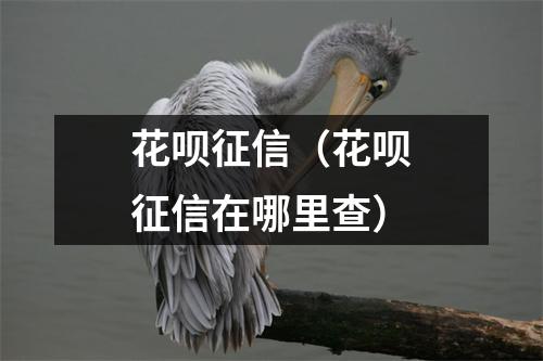 花呗征信(花呗征信在哪里查)