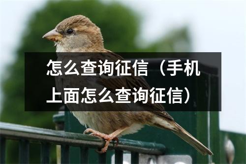 怎么查询征信(手机上面怎么查询征信)