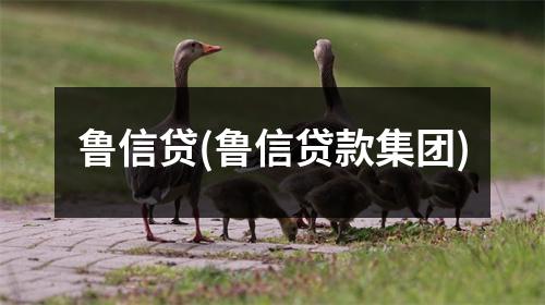 鲁信贷(鲁信贷款集团)