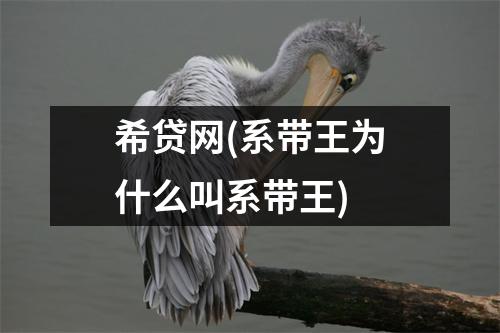 希贷网(系带王为什么叫系带王)