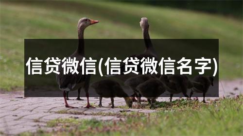 信贷微信(信贷微信名字)