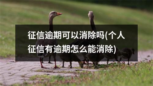 征信逾期可以消除吗(个人征信有逾期怎么能消除)