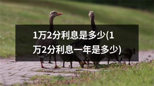 1万2分利息是多少(1万2分利息一年是多少)