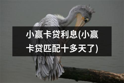 小赢卡贷利息(小赢卡贷匹配十多天了)