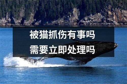被猫抓伤有事吗 需要立即处理吗
