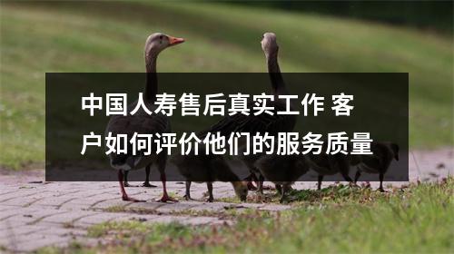 中国人寿售后真实工作 客户如何评价他们的服务质量