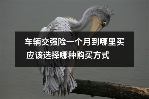 车辆交强险一个月到哪里买 应该选择哪种购买方式
