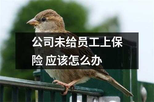 公司未给员工上保险 应该怎么办 