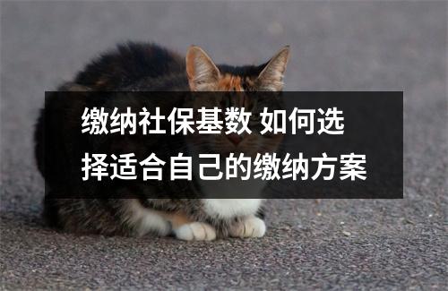 缴纳社保基数 如何选择适合自己的缴纳方案