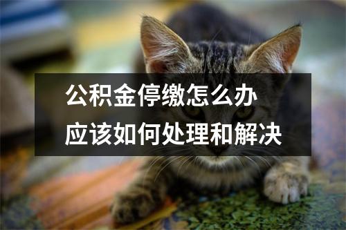 公积金停缴怎么办 应该如何处理和解决